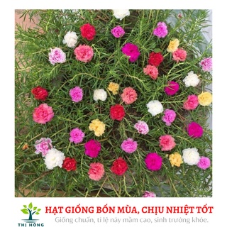 Hạt giống hoa mười giờ mix 50H (mười giờ Mĩ, nhiều màu, trồng quanh năm)
