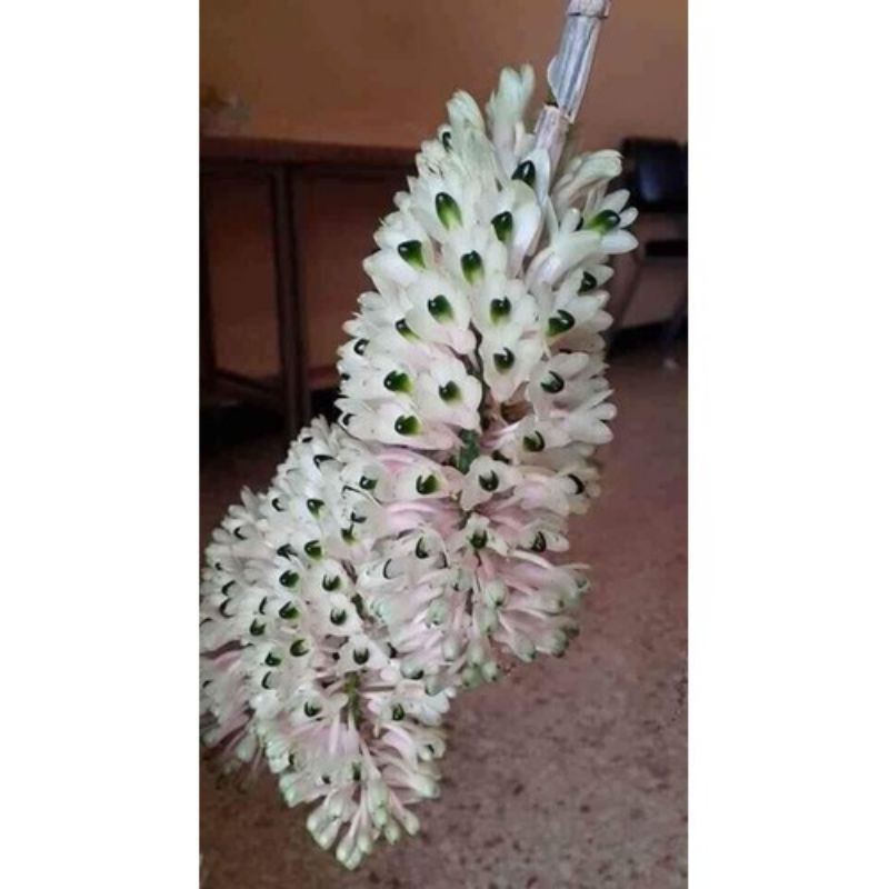 den dro duoi cong | BigBuy360 - bigbuy360.vn