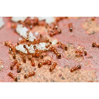 Diệt kiến tận gốc