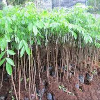 Cây trám đen trồng phủ đồi