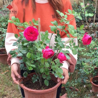 Hoa hồng ngoại Pas De Deux(hồng bụi)