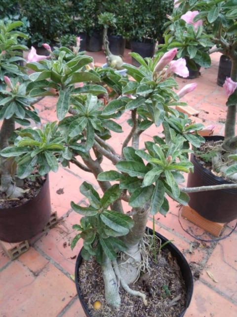 Cây Sứ Kỳ Duyên... đang hoa