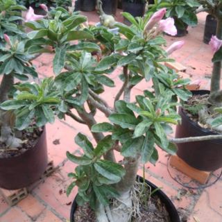 Cây 🌲 Sứ Kỳ Duyên...(2 năm tuổi) đang hoa