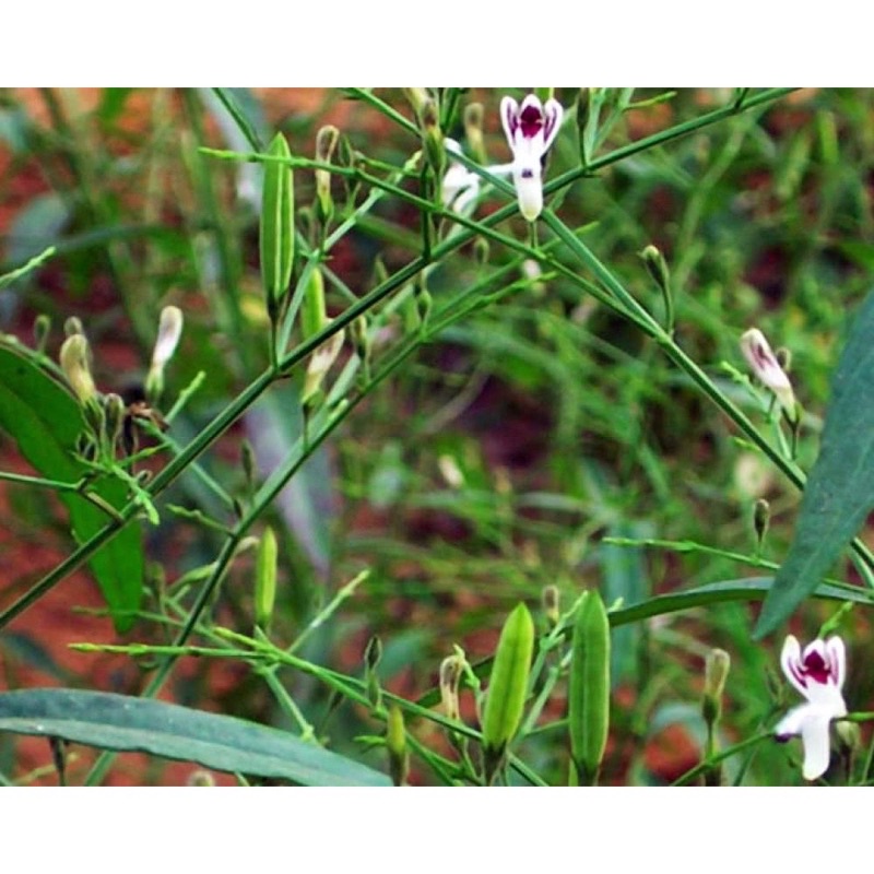 Xuyên tâm liên khô túi 1kg