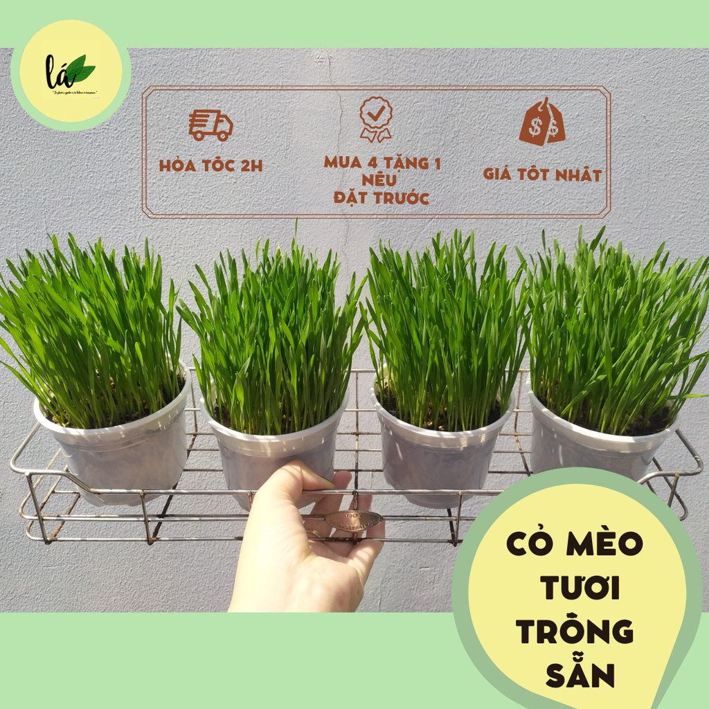 Cỏ mèo tươi trồng sẵn - Bổ sung chất xơ vitamin, chống búi lông, hỗ trợ tiêu hóa (Kèm chậu nhựa)