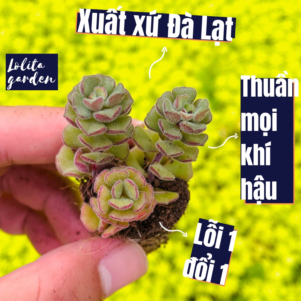 Sen đá sedum hoa hồng pháp Đà Lạt size mini cây cảnh trang trí nhà cửa Lolita garden