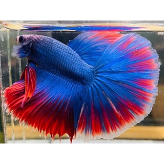 Betta Siêu Đẹp  1 em .Tặng Thức  ăn