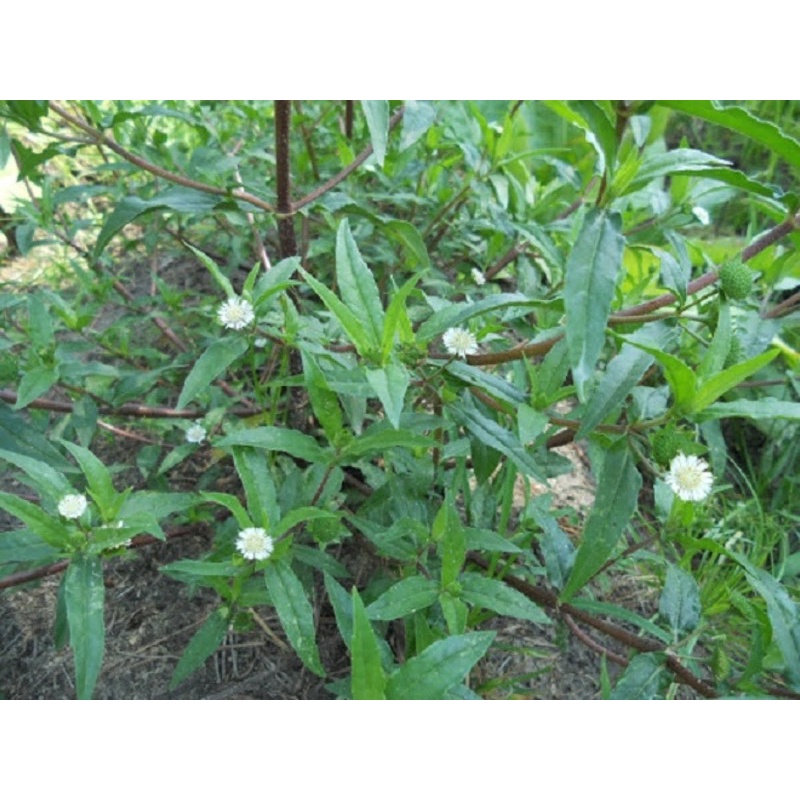 Cây Cỏ Mực( Nhọ Nồi Thu gom dân bản)