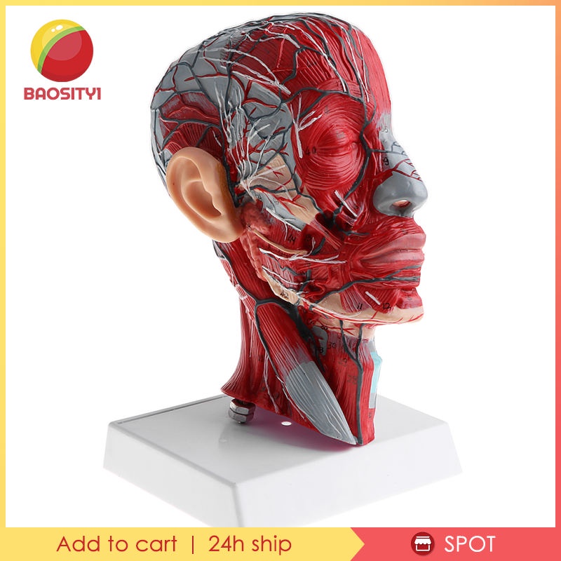 ✨Hàng sẵn sàng✨Mô hình đầu người tỉ lệ 1:1 dùng trong phòng thí nghiệm