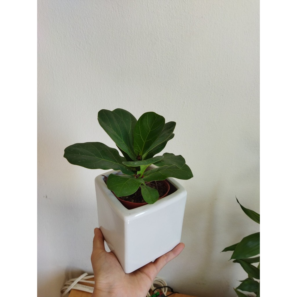 Cây bàng singapore mini