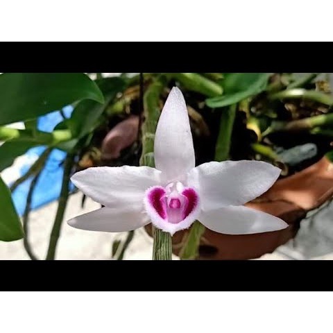 Phi điệp ám cổ văn giang