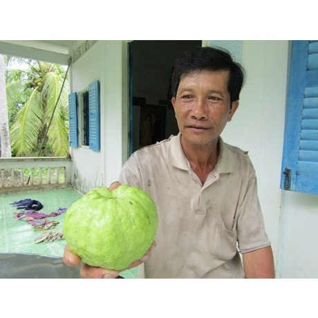 Cây Giống Ổi Lùn nữ Hoàng thái lan