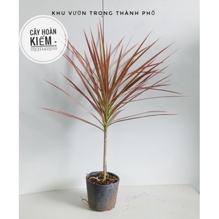 Cây hoàn kiếm, cây phất dụ kiếm