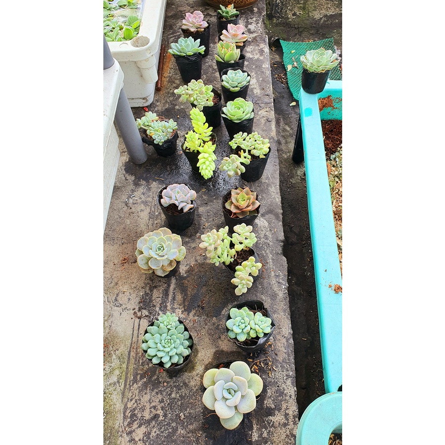 SEN ĐÁ BẦU SIZE 5-7CM - GIAO NGẪU NHIÊN