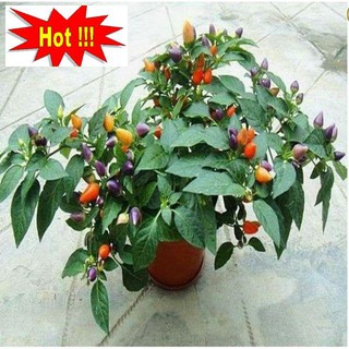 Hạt Giống Ớt Ngũ Sắc 30 Hạt
