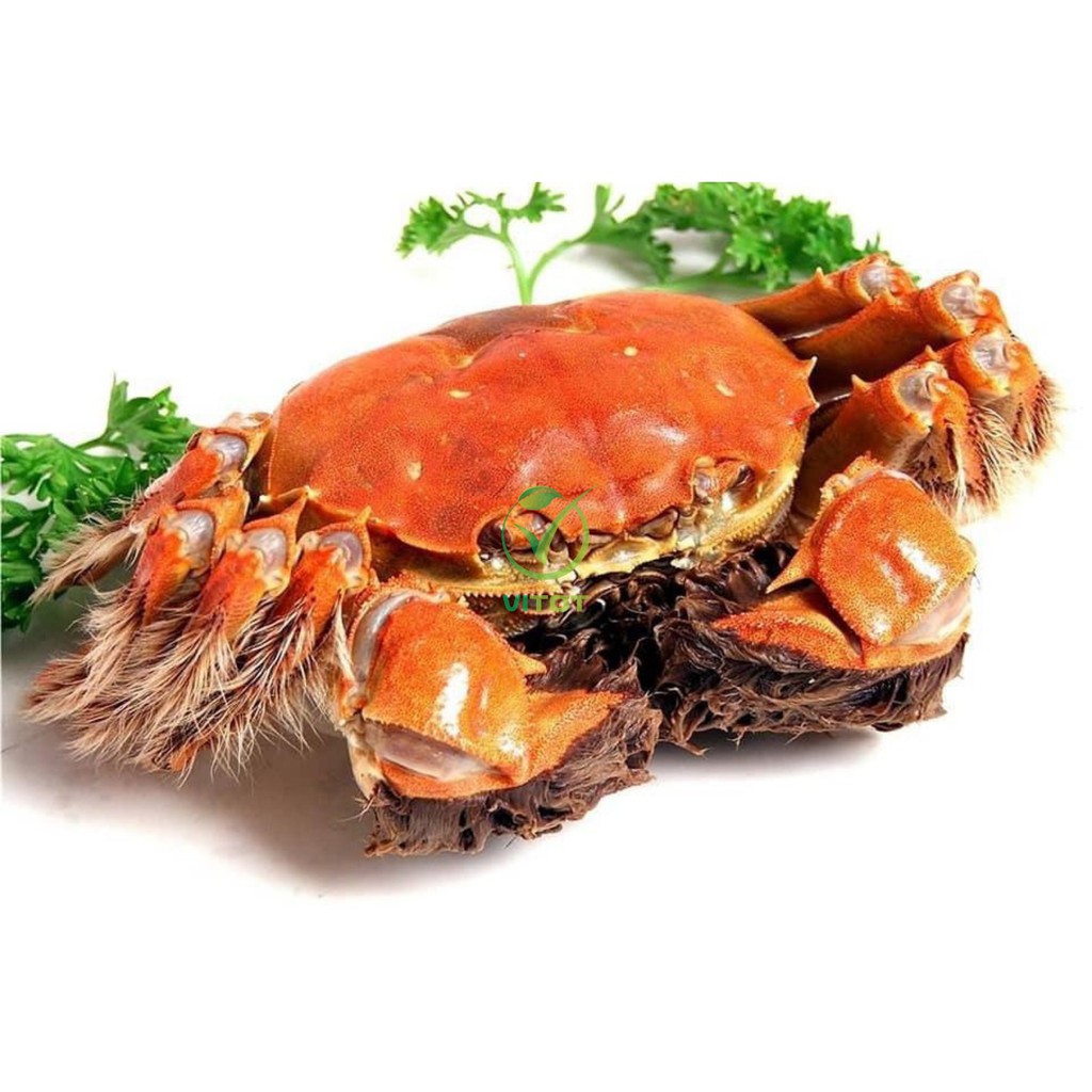 Cua Lông Thượng Hải VITOT Thịt Nhiều Gạch Ngon Đậm Đà