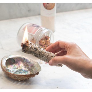 Noscere | Cây xô thơm trắng White Sage (Combo 3 bó 4 inches)