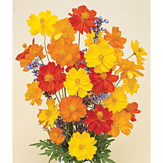 Gói 30 Hạt Giống Hoa Sao Nhái Nhiều Màu (Vàng - Cam - Gold)