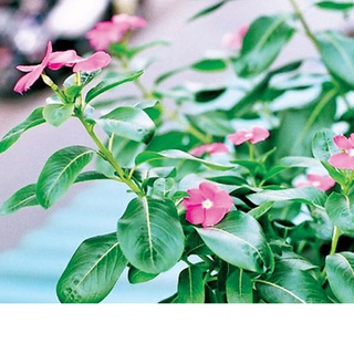 KV - Dừa cạn khô (dua can kho) sp0