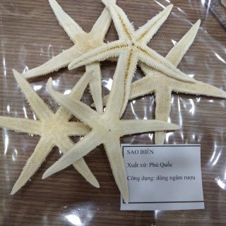 COMBO 5 CON SAO BIỂN