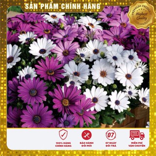 Hạt Giống Hoa Cúc Châu Phi(20 hạt)