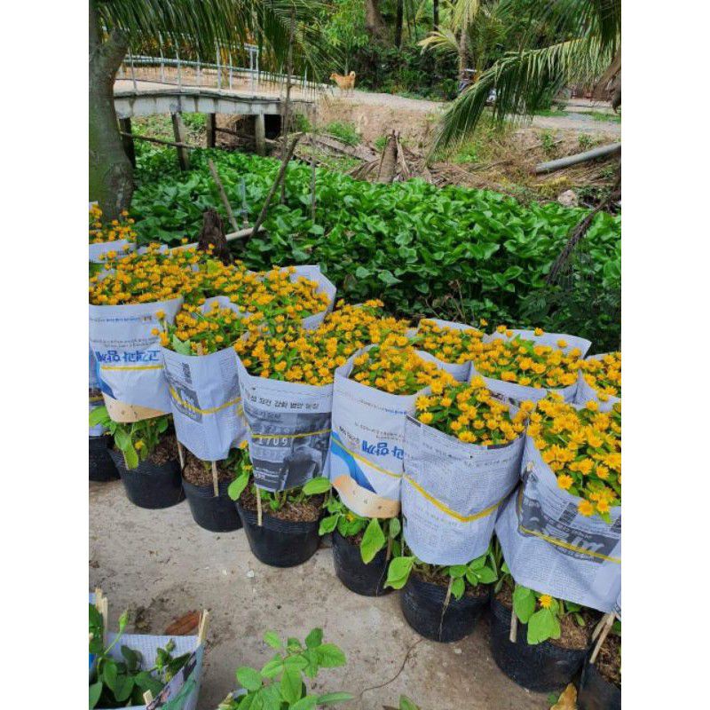 Cây Hoa Cúc Mặt Trời.
