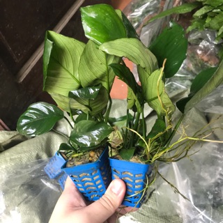 Ráy lá trung bụi nhỏ