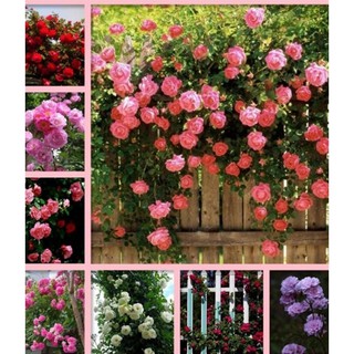 Hạt giống hoa Hồng leo mix