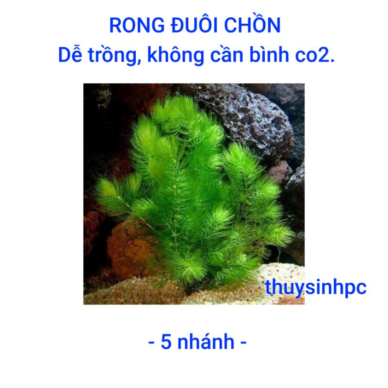 Rong đuôi chồn trang trí và lọc nước bể thủy sinh cá cảnh