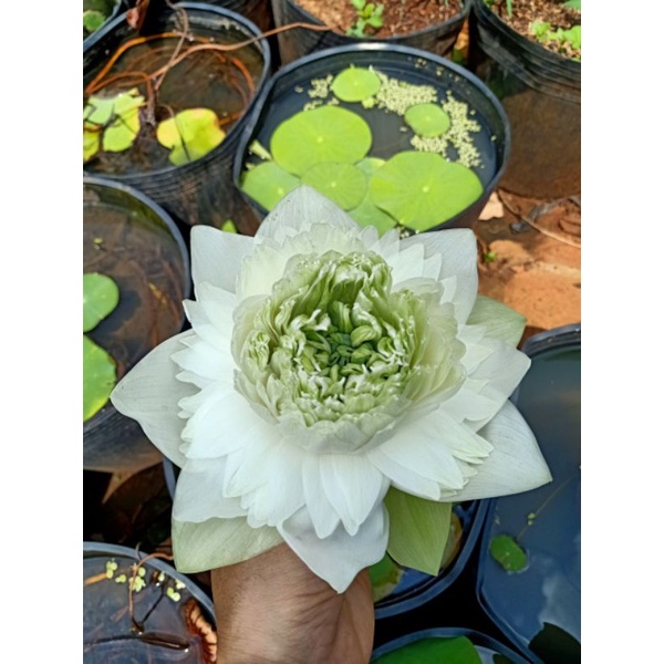 SEN THÁI : 15 màu. ngó giống