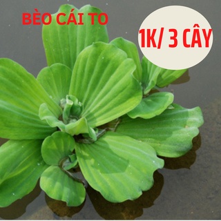 Bèo cái to, bèo cám, bèo nhật, trang trí bể thủy sinh cá cảnh, lọc bể cá, bèo hoa dâu, bèo tai tượng, bèo thủy sinh