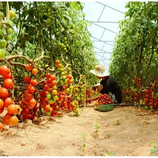 40h - HẠT GIỐNG CÀ CHUA CHERRY ĐỎ