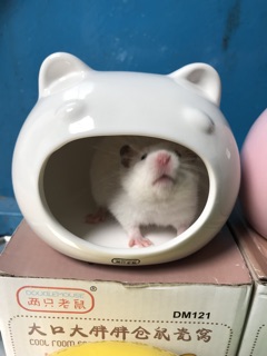 (THANH LÝ GIÁ SỐC) Nhà ngủ sứ đầu mèo size lớn
