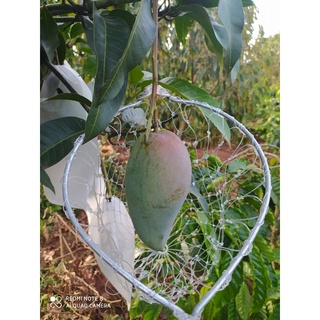 VỢT HÁI TRÁI CÂY CÓ SÀO INOX 4m BƠ,ỔI,NA,XOÀI,HỒNG..GIÚP HÁI LUÔN CẢ CUỐN TRÁI 20*30*40