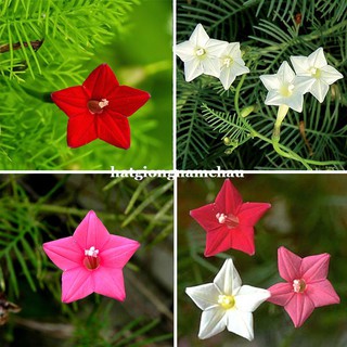 2 GRAM - HẠT GIỐNG DÂY LEO TÓC TIÊN NHIỀU MÀU