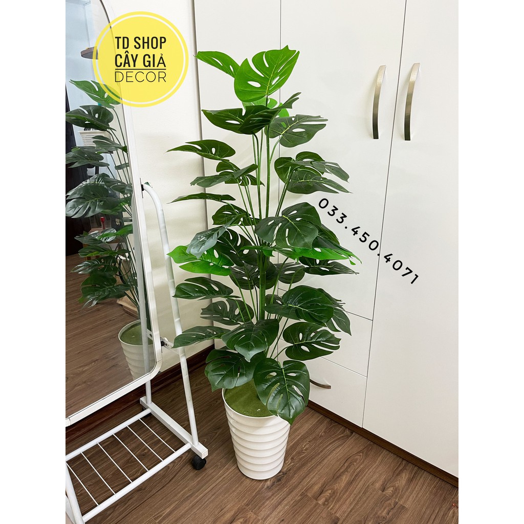 Cây trầu bà Monstera cao 1M3