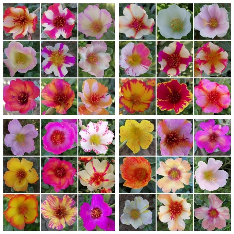 1 kg cành hoa sam đơn và sam kép