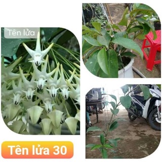 Lan cẩm  cù nhiều màu mua
