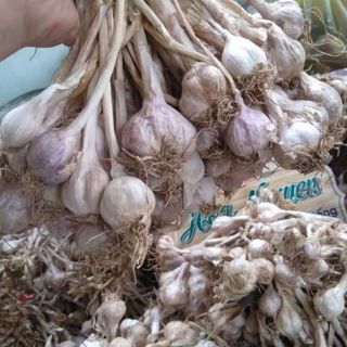 Tỏi tía sơn la