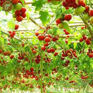Hạt giống cà chua bạch tuộc (leo giàn) 4Hạt