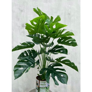 Cây trầu bà/cây lá rách cao 75cm - Trang trí văn phòng, nhà cửa, quán xá
