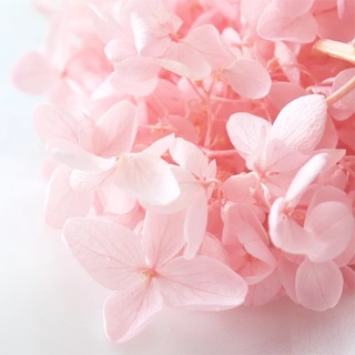 Cành Cẩm Tú Cầu Hồng