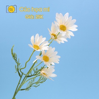 Hoa cúc họa mi trang trí cực đẹp