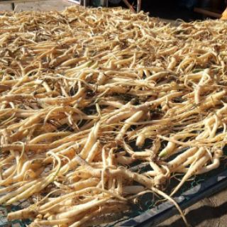 Sâm dây Ngọc Linh ( hàng nhỏ/sâm xô) 160k/kg