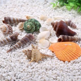 Vỏ ốc biển trang trí