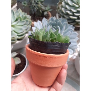 Chậu đất nung 7x7cm tốt nhất cho sen đá