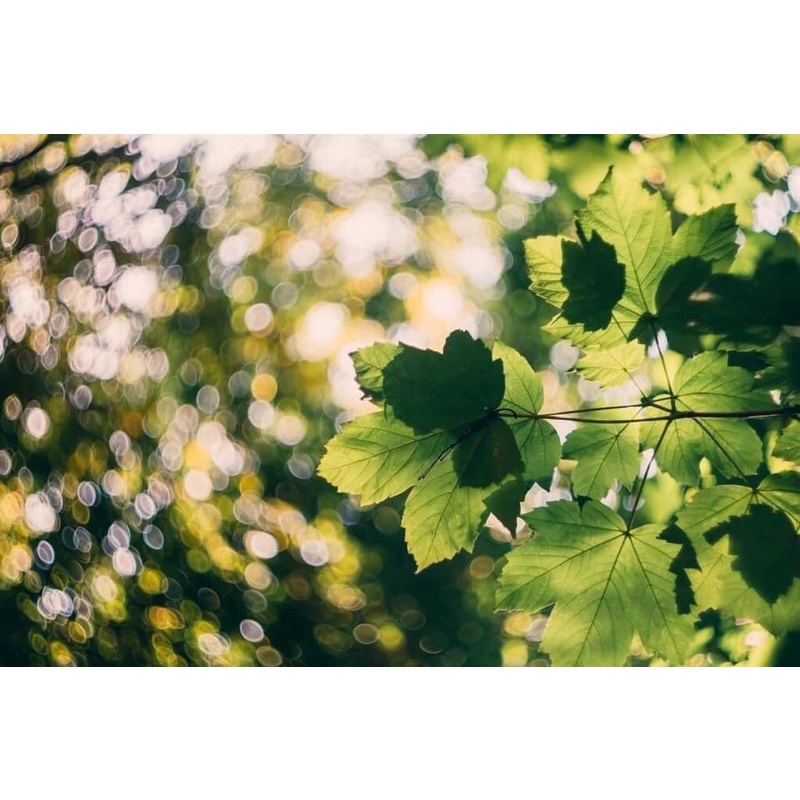 Ống kính MF Helios 77M4 50/1.8