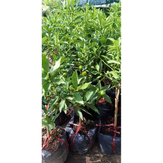 Cây tắc ngọt mỹ