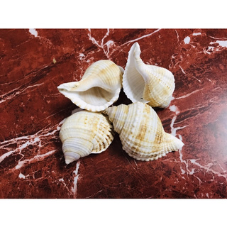 SIZE M/L/L+ Vỏ Ốc Lông miệng rộng - Ốc mượn hồn - Vỏ ốc đẹp - Siêu rẻ