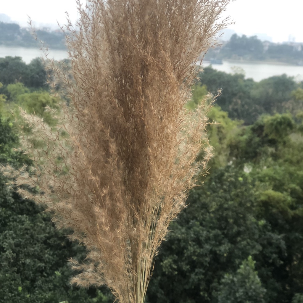 combo 5 bông lau sậy decor trang trí cực đẹp